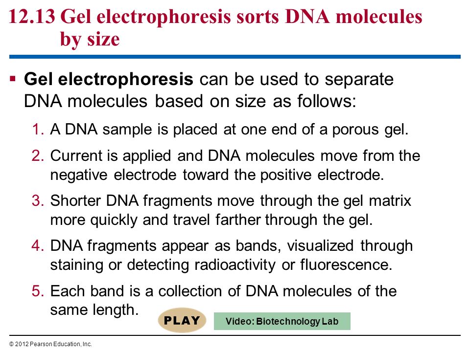 Restriction Digestion And Gel Electrophoresis Biology Essay